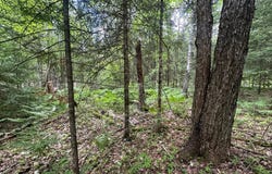 2.3ac BLACK FOREST RD, Presque Isle, WI 54557