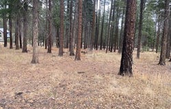 000 COUNTY ROAD 2196, Alpine, AZ 85920