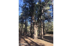 859 White Mountain Drive, Show Low, AZ 85901