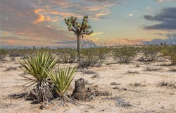 0 Sunny Sands, Joshua Tree, CA 92252