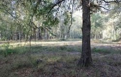 28545 Coker Vail Rd, Holden, LA 70744