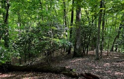 3.52 Ac Payne, Blairsville, GA 30512