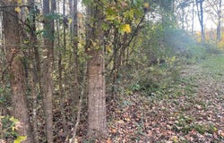 529 FOXFIRE DRIVE lot: 8, GARDENDALE, AL 35071