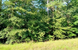 230 Crestridge Drive, Waynesboro, GA 30830