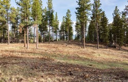 Leaning Tree Lane, Clancy, MT 59634