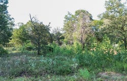 Flint Ridge St, Bastrop, TX 78602