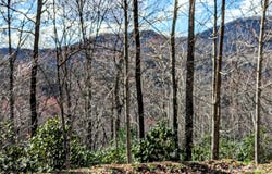 Dodgen Ridge Road, Tuckasegee, NC 28783
