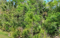 491 Pineland Trail, Ormond Beach, FL 32174