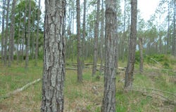 0 US 19 South, Perry, FL 32348