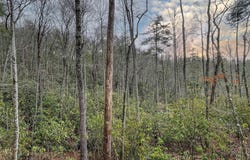 Lot 6 Hayes Trail Drive, Cashiers, NC 28717