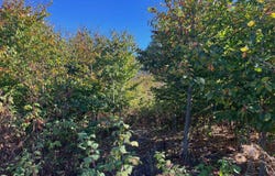 8753 Hemlock Hill Drive, Traverse City, MI 49685