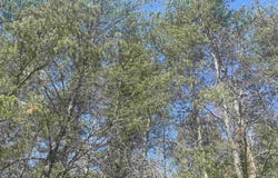 Lot 388 Wyndwood Drive, Mancelona, MI 49659