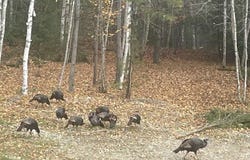 107 Stevenson Way, Bath, ME 04530