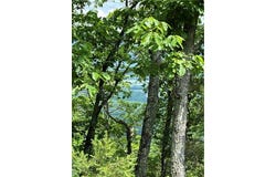 157 HWY, Menlo, GA 30731