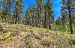 300 Skidder Trail, Truckee, CA 96161