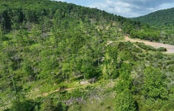 686.10 Acres THORN BOTTOM RD, WARDENSVILLE, WV 26851