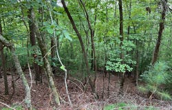 167 Tara, Ellijay, GA 30540