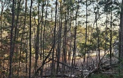 Amelia, McCormick, SC 29835