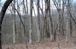 TBD AR-16, Pettigrew, AR 72752