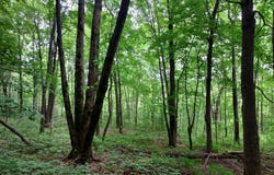 Lot 4 Liberty Lane, Catawba, WI 54515