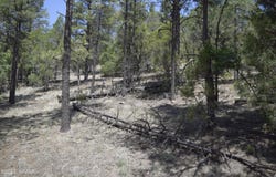 CR 2276, Nutrioso, AZ 85932