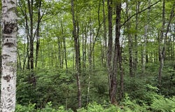 On SOO LAKE RD E, Phillips, WI 54555