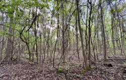 0 County Road 6, Sweet Water, AL 36782
