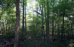 6902 Stella St, Murchison, TX 75778