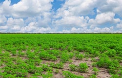 WBD N Hwy 281, Alice, TX 78332