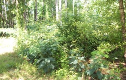 43 Shady Lane, Jackson, GA 30233
