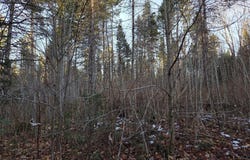 OFF FOREST ROAD 3979, Watersmeet, MI 49969