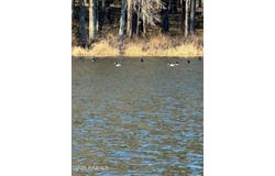 Lot 12 Ramsey Rd, Chatham, LA 71226