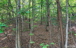 Lakewood Drive, Lake Lure, NC 28746