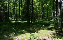 Lot #26 Fordville, Hardwood, MI 49834