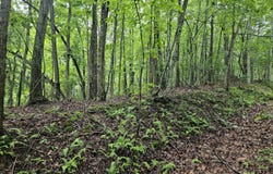 Jaybird Branch Road, Coeburn, VA 24230