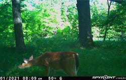 E Lake Lizzie Rd, Lida Twp, MN 56572