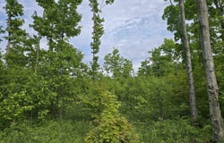 000 N Fawn Lane, Mancelona, MI 49659