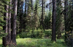310 Moose Creek Road, Polebridge, MT 59928