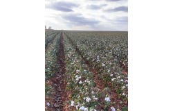 305, Brownfield, TX 79316