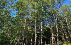 2.28 AC THORN BOTTOM, LOST RIVER, WV 26810