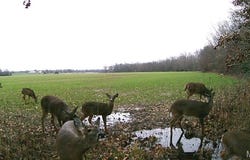 0 Bales Rd. (26.5+/- Acres), Middletown, MO 63359
