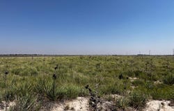 11216 County Road 7000, Wolfforth, TX 79382