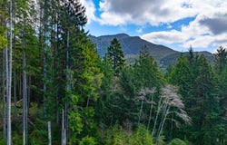 Walsh Ln, ArchCape, OR 97102