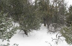 2-A Jack Rabbit Run, Tijeras, NM 87059