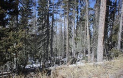 Lot 19 Happy Way, Angel Fire, NM 87718-0000