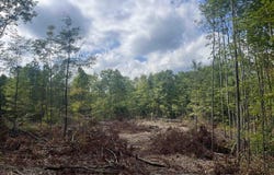 7 Mile Road, Lake City, MI 49651