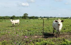 Lot 8 Tbd Private Road 415, Covington, TX 76636