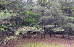 Highland Parkway unit: 23, Nebo, NC 28761