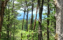 58 Whitetail Hollow, Morganton, GA 30560
