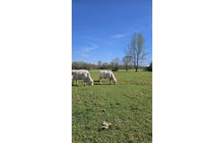 1075 County Road 417, Rector, AR 72461